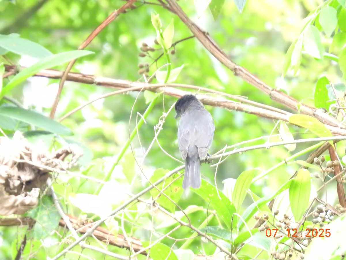 フナシカザリドリモドキ - ML646517523