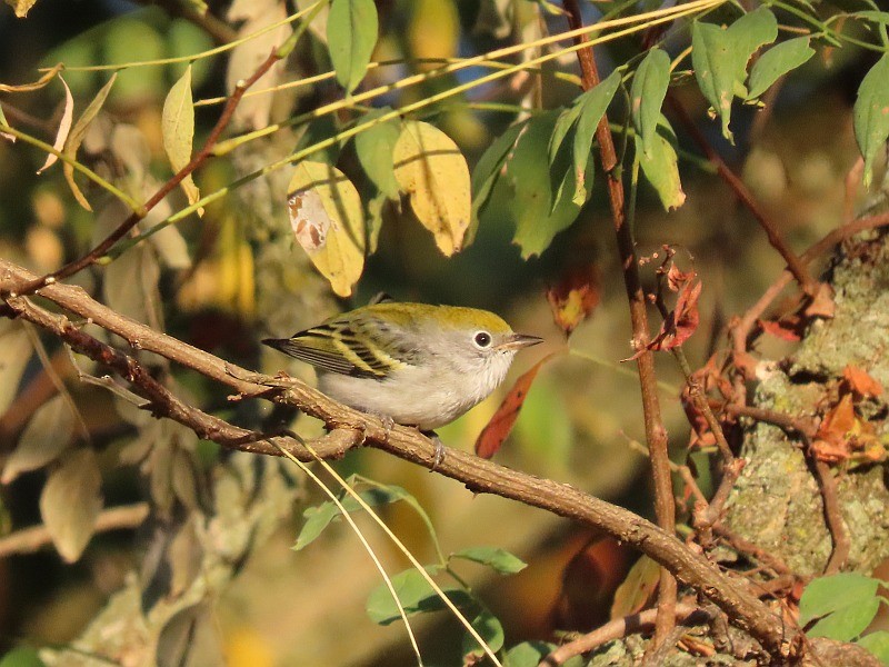 ワキチャアメリカムシクイ - ML646517524