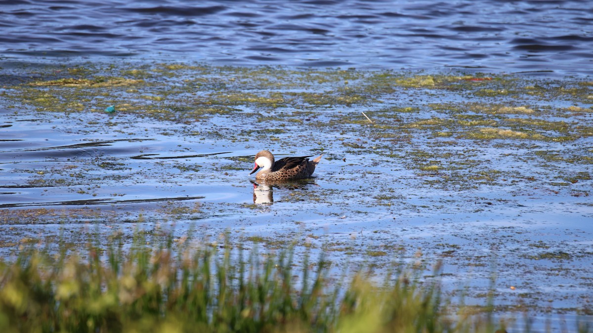 ホオジロオナガガモ - ML646517526