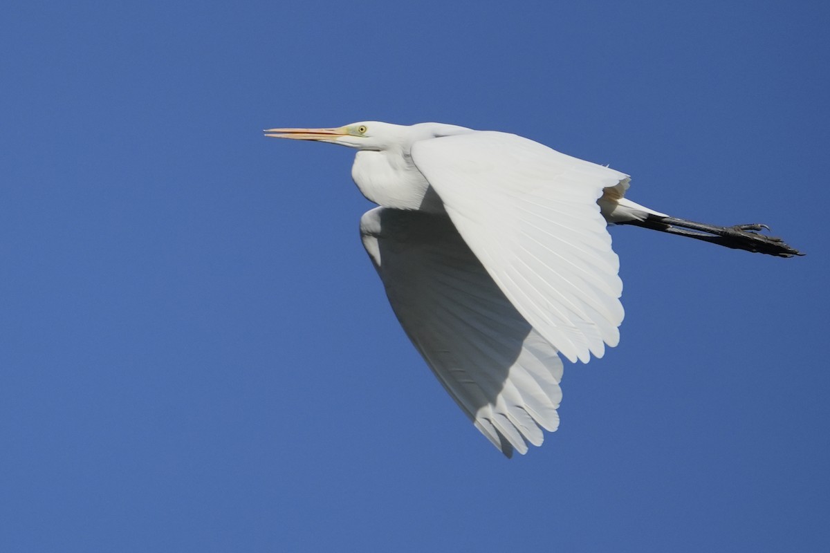 ダイサギ - ML646517527