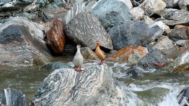 Torrent Duck - ML646517528