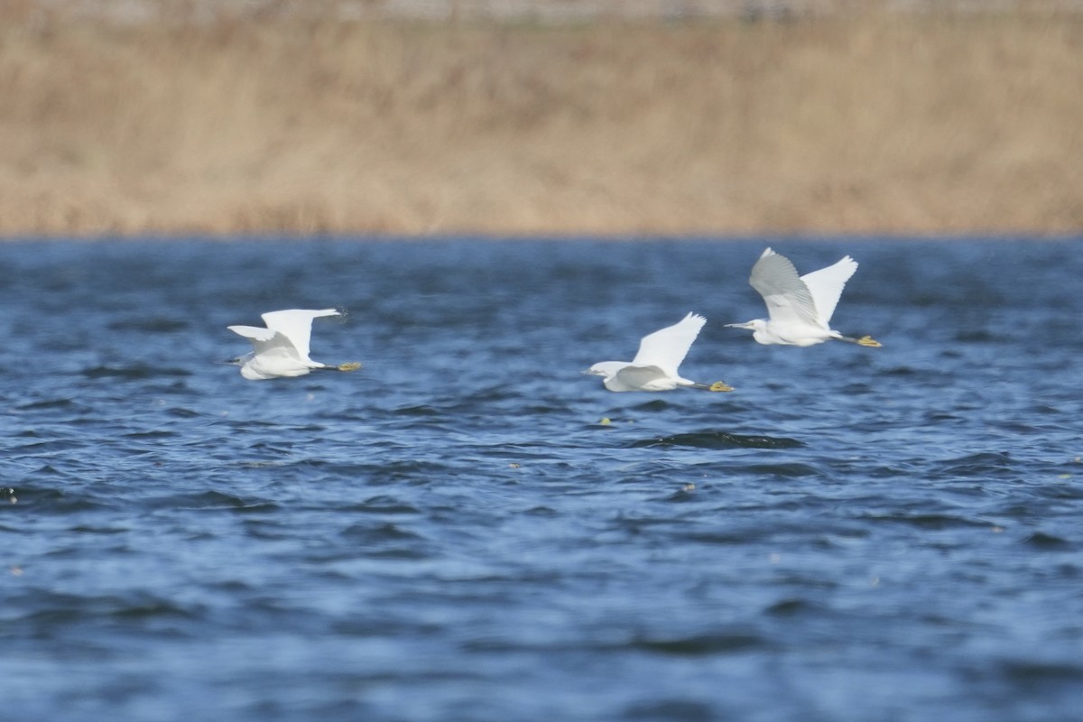 コサギ - ML646517529