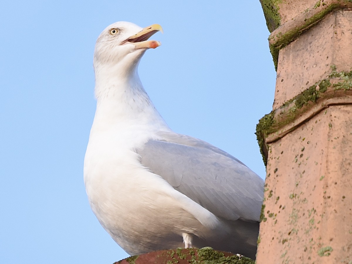 ヨーロッパセグロカモメ - ML646517530