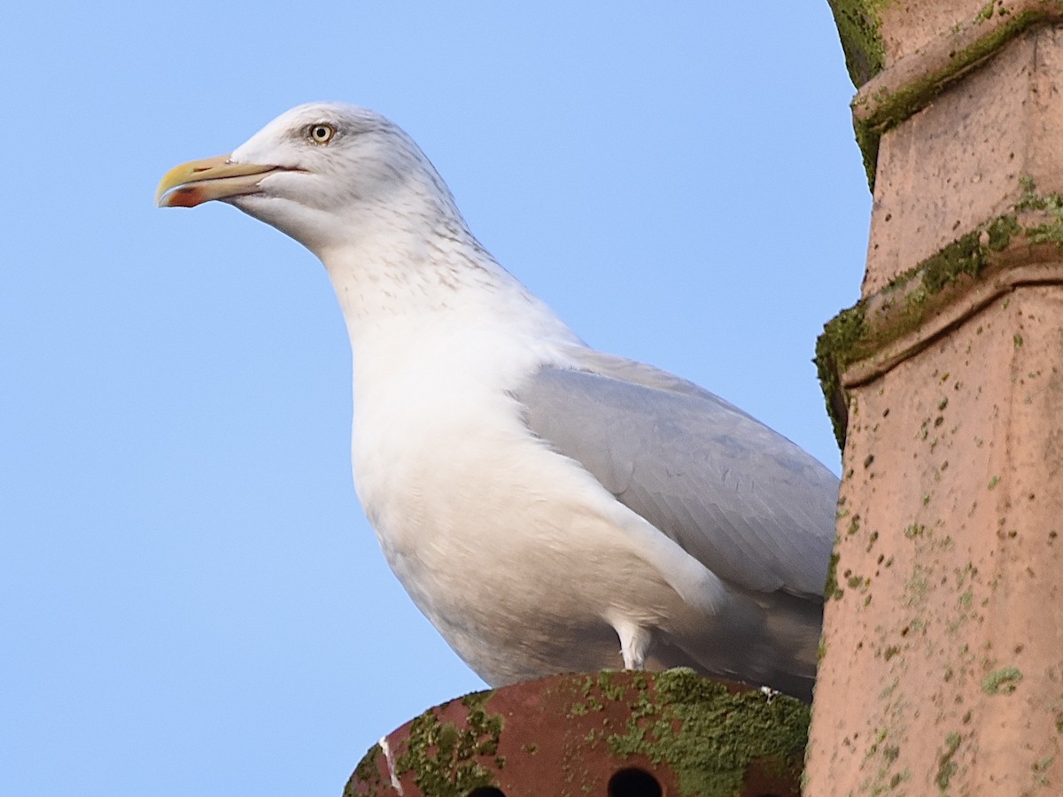 ヨーロッパセグロカモメ - ML646517531