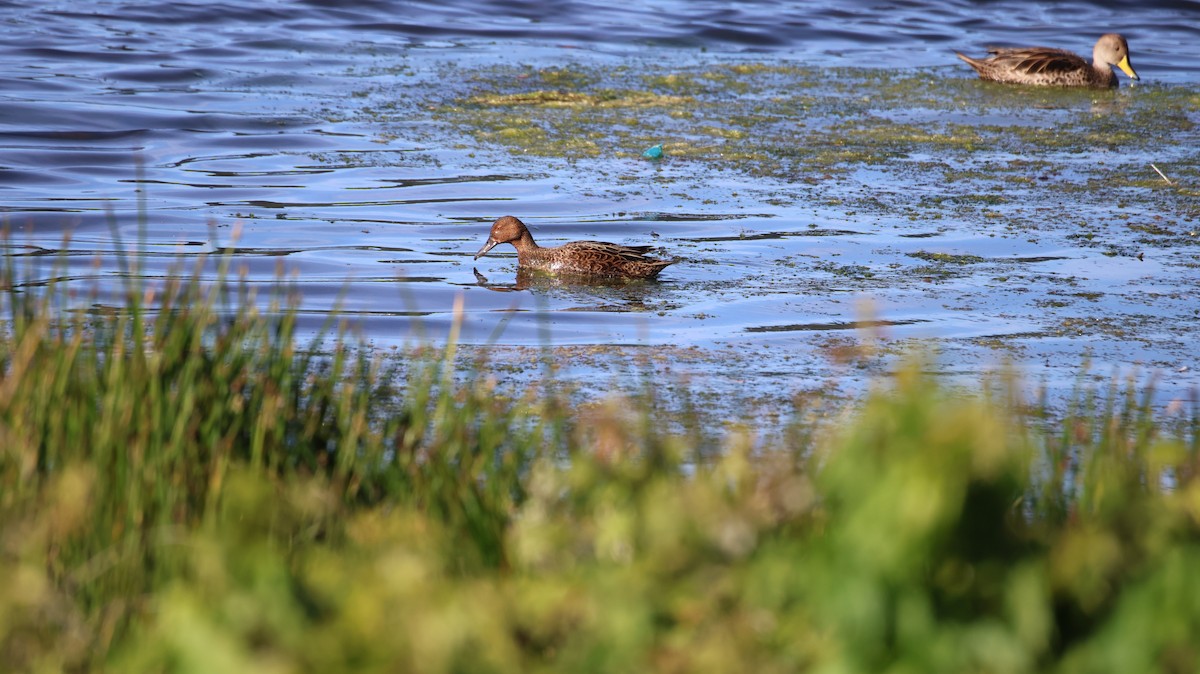 アカシマアジ - ML646517532