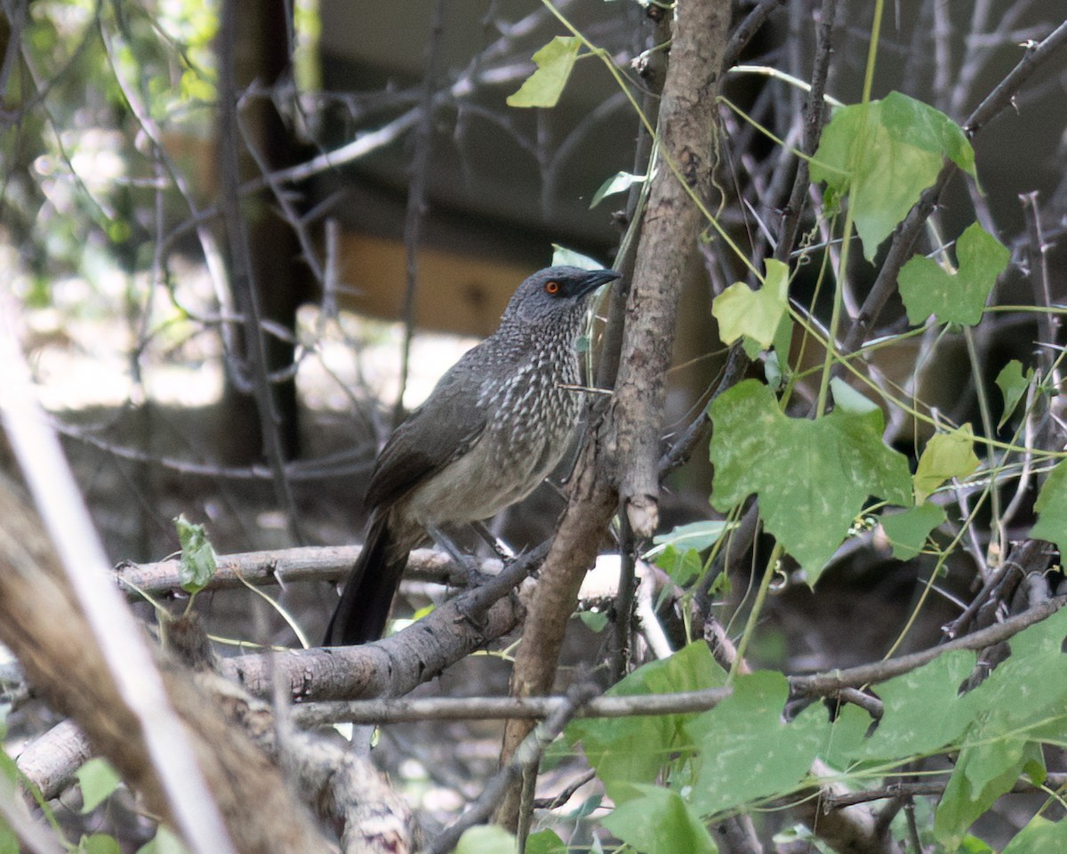 ヤモンヤブチメドリ - ML646517533