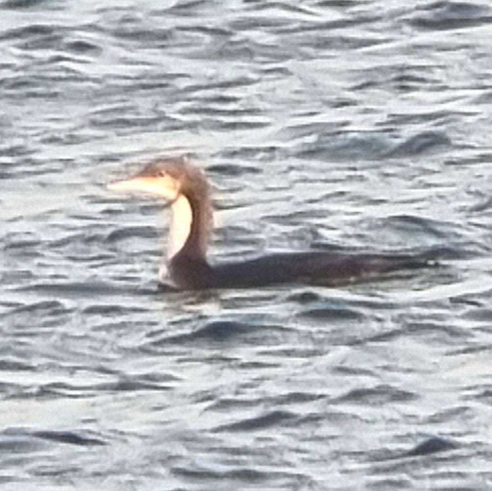 シロエリオオハム - ML646517534