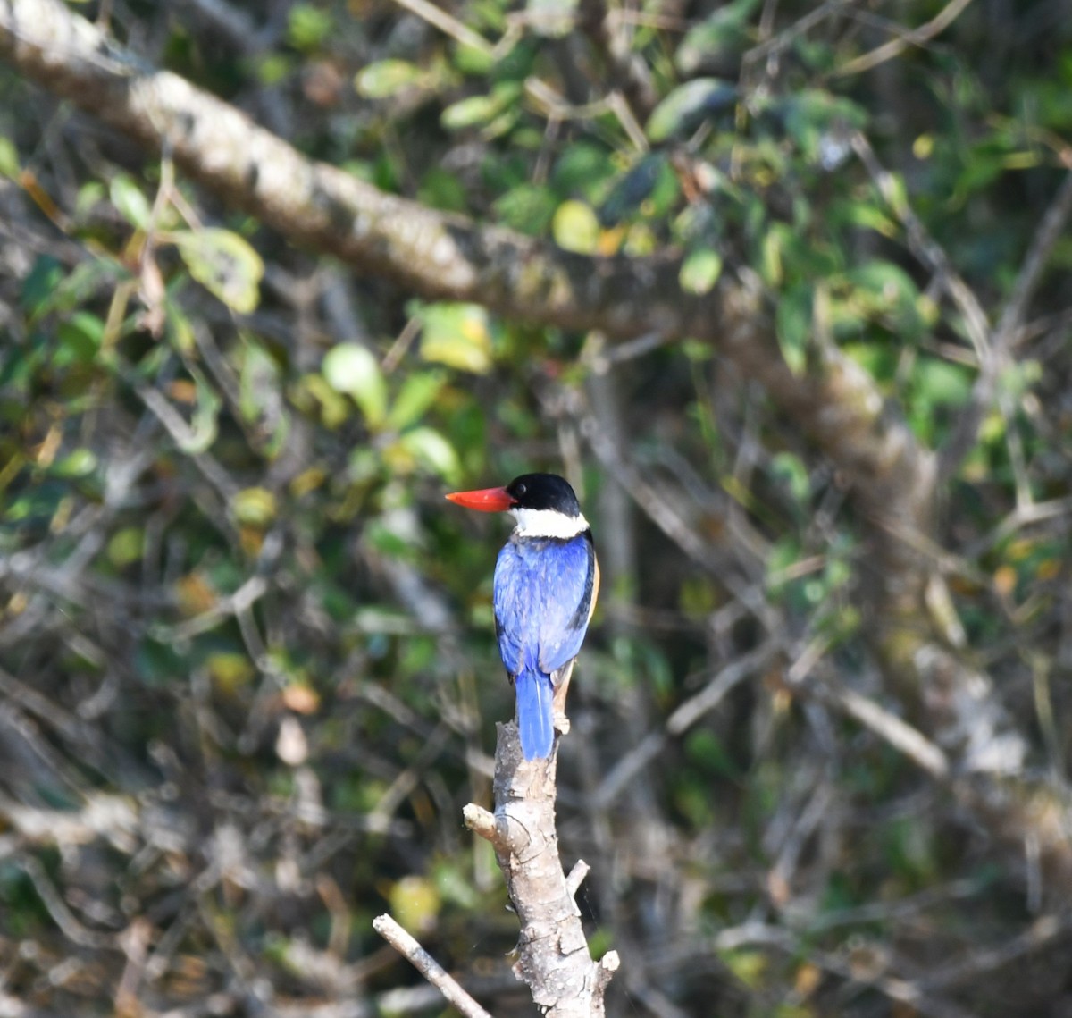 ヤマショウビン - ML646517535