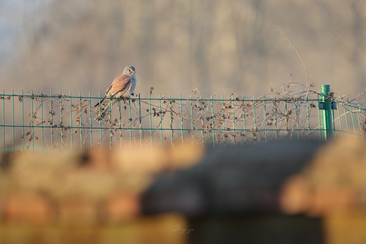 チョウゲンボウ - ML646517536