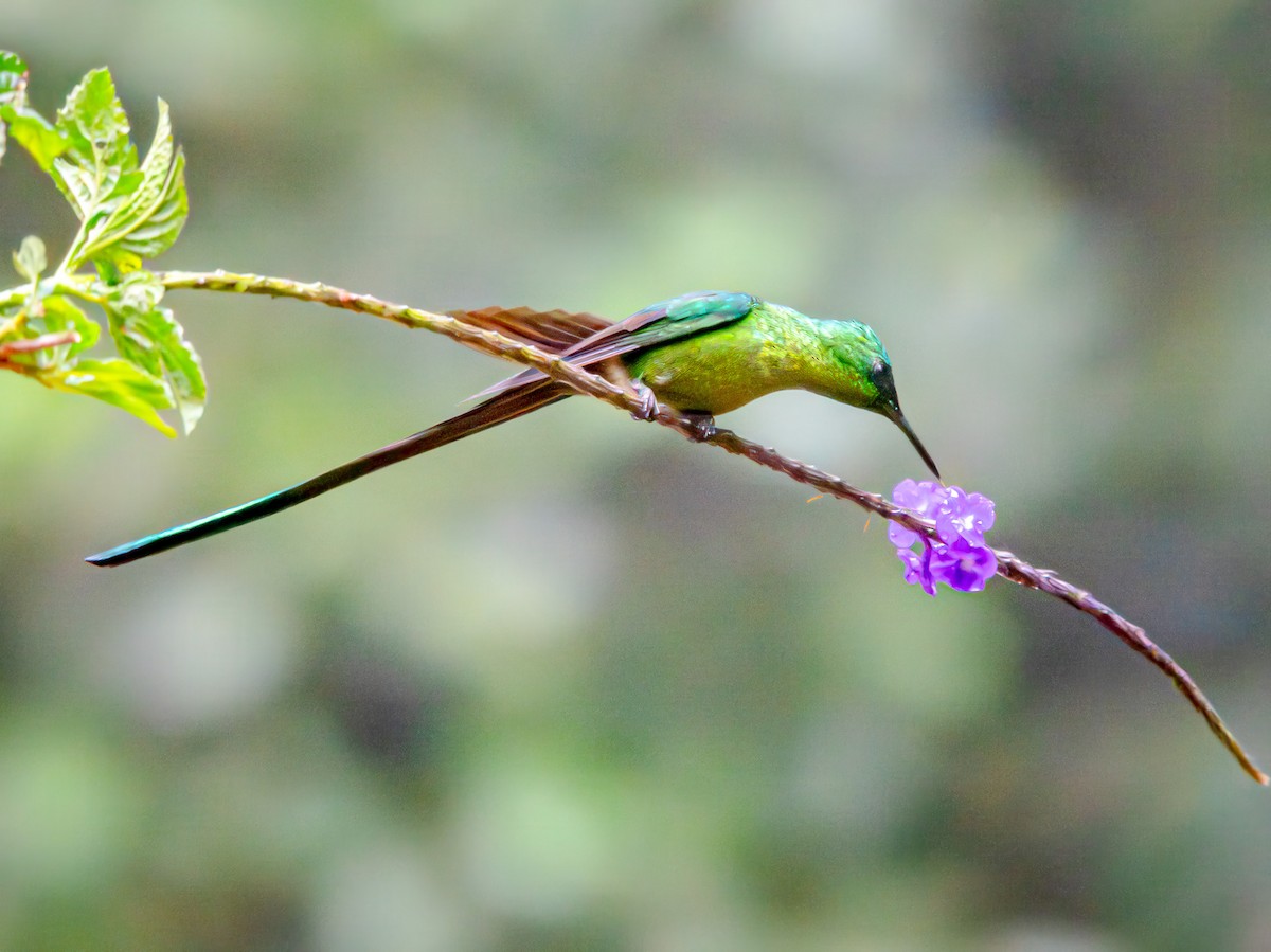 アオフタオハチドリ - ML646517537