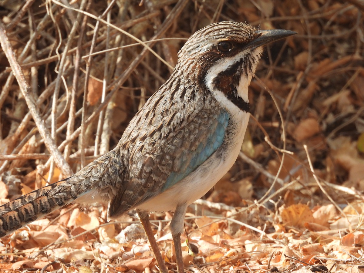 オナガジブッポウソウ - ML646517539