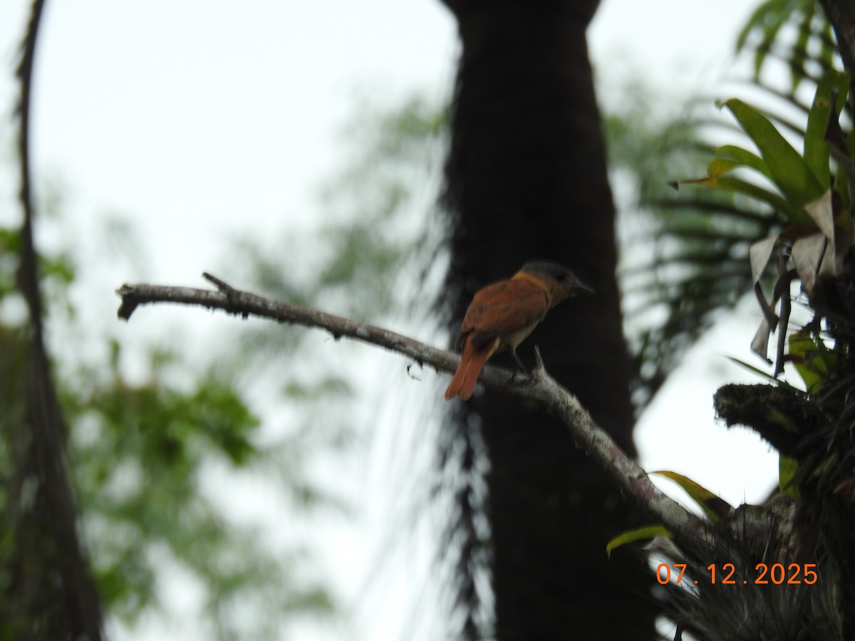 フナシカザリドリモドキ - ML646517540