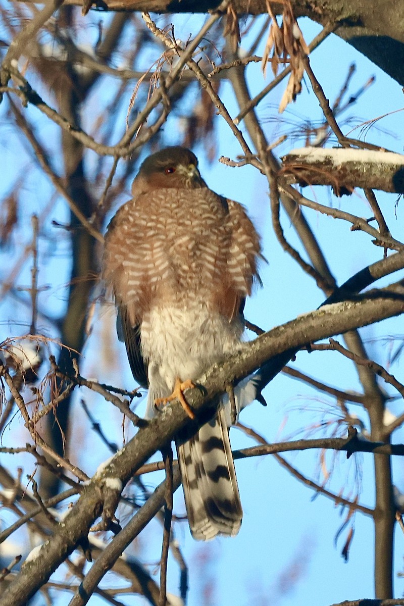 アシボソハイタカ - ML646517541
