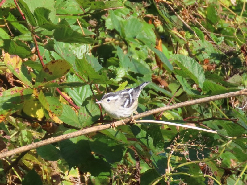 シロクロアメリカムシクイ - ML646517542