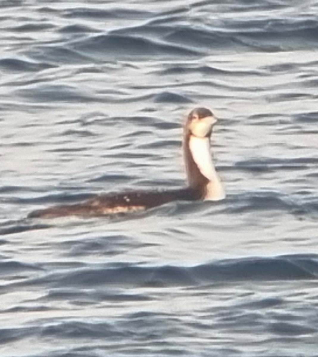 シロエリオオハム - ML646517543