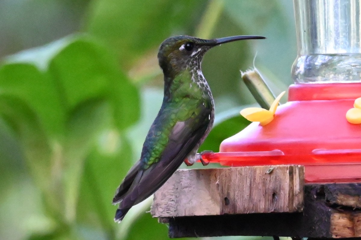 スミレビタイテリハチドリ - ML646517546