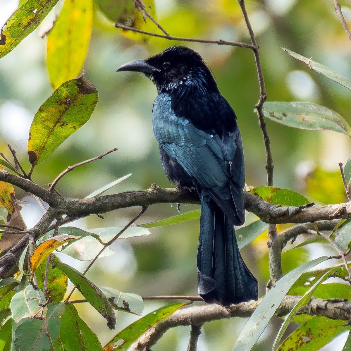 髮冠卷尾 - ML646517547