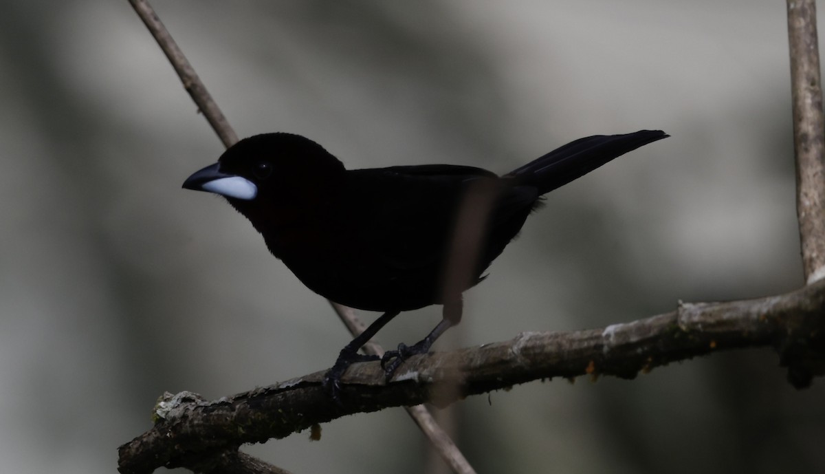 Silver-beaked Tanager - ML646517550