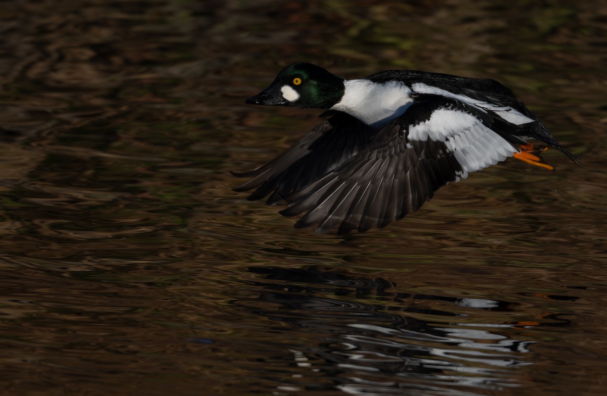 Common Goldeneye - ML646517551