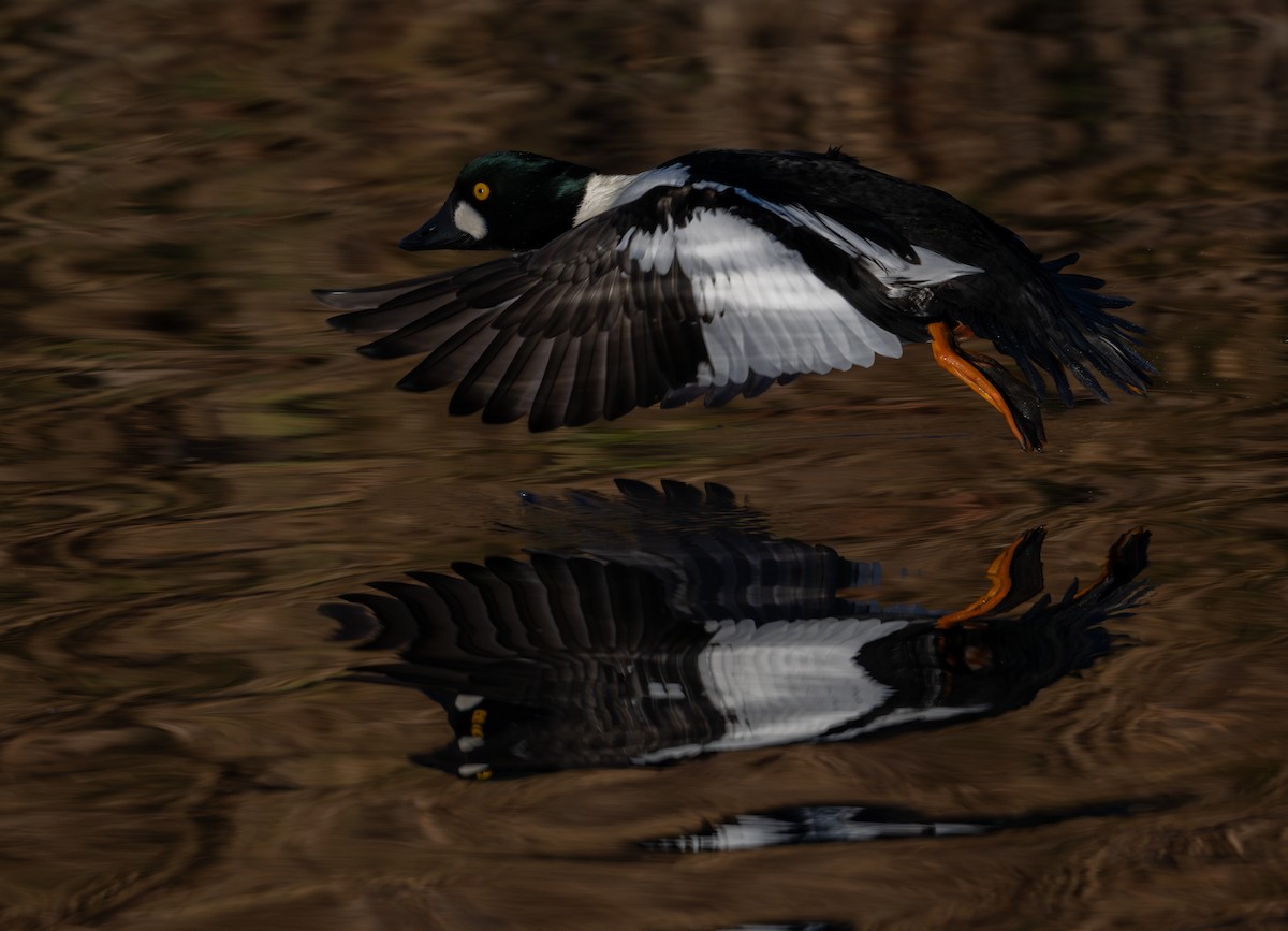 Common Goldeneye - ML646517552