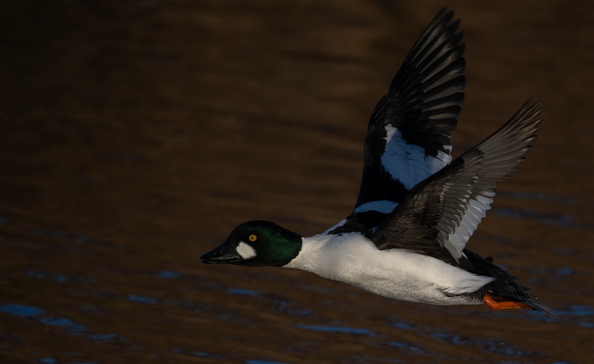 Common Goldeneye - ML646517553