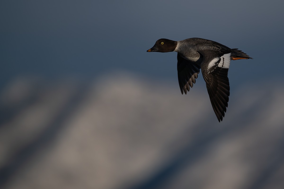 Common Goldeneye - ML646517554