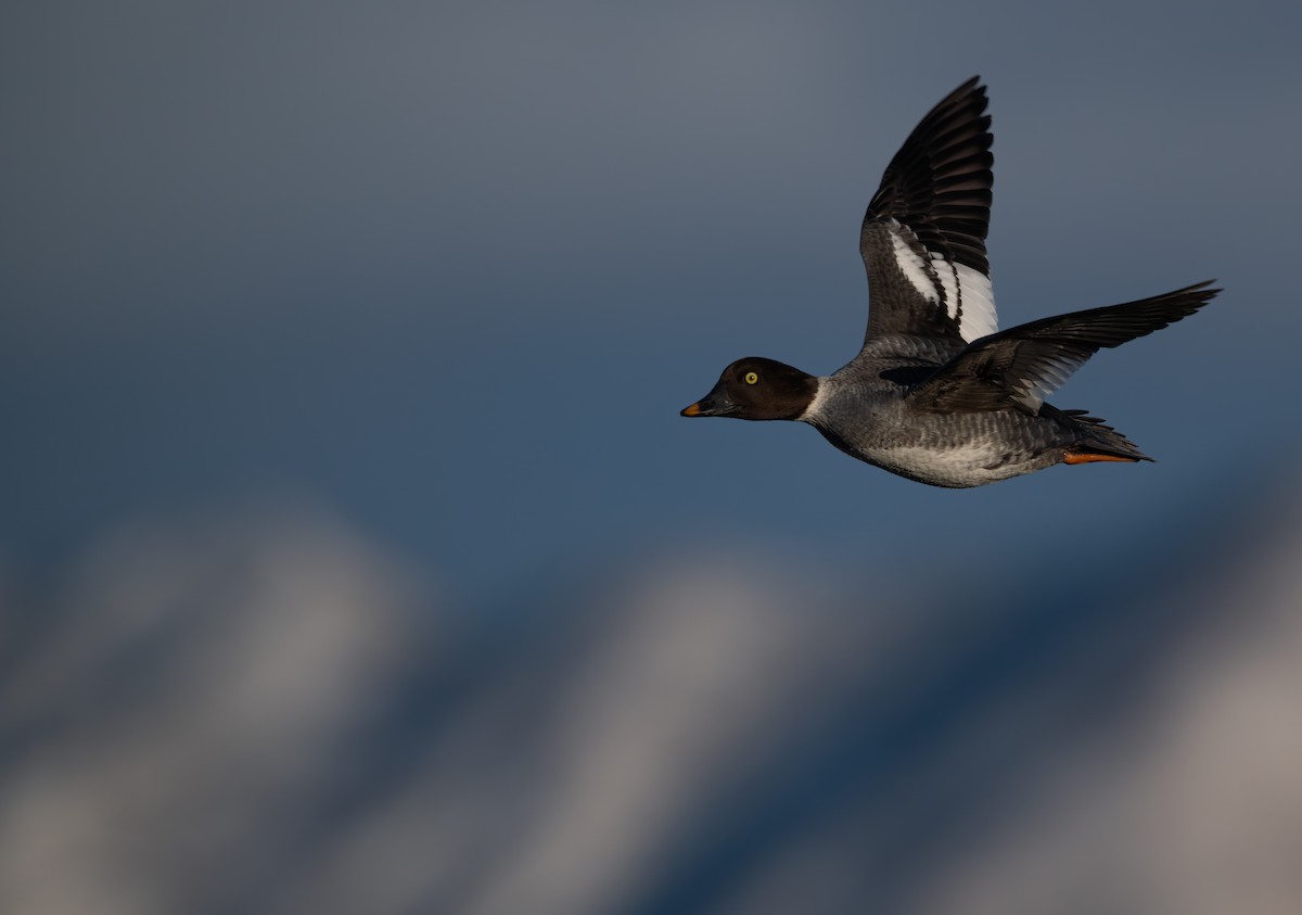 Common Goldeneye - ML646517555