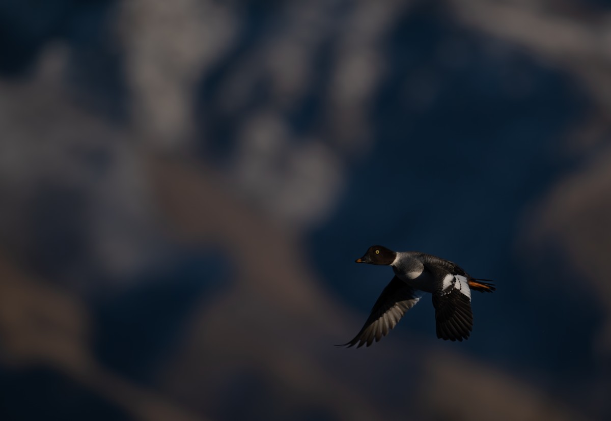 Common Goldeneye - ML646517556
