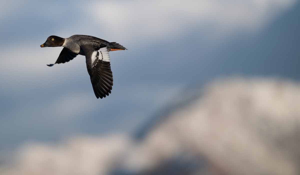 Common Goldeneye - ML646517557