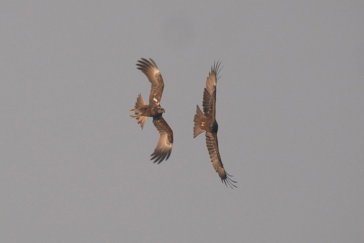 moták východní - ML646517558