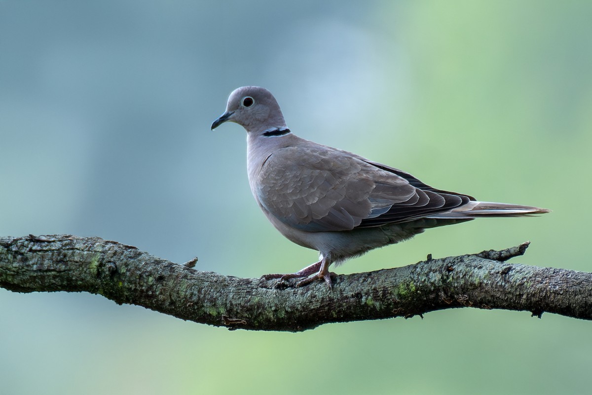 tyrkerdue - ML646517559