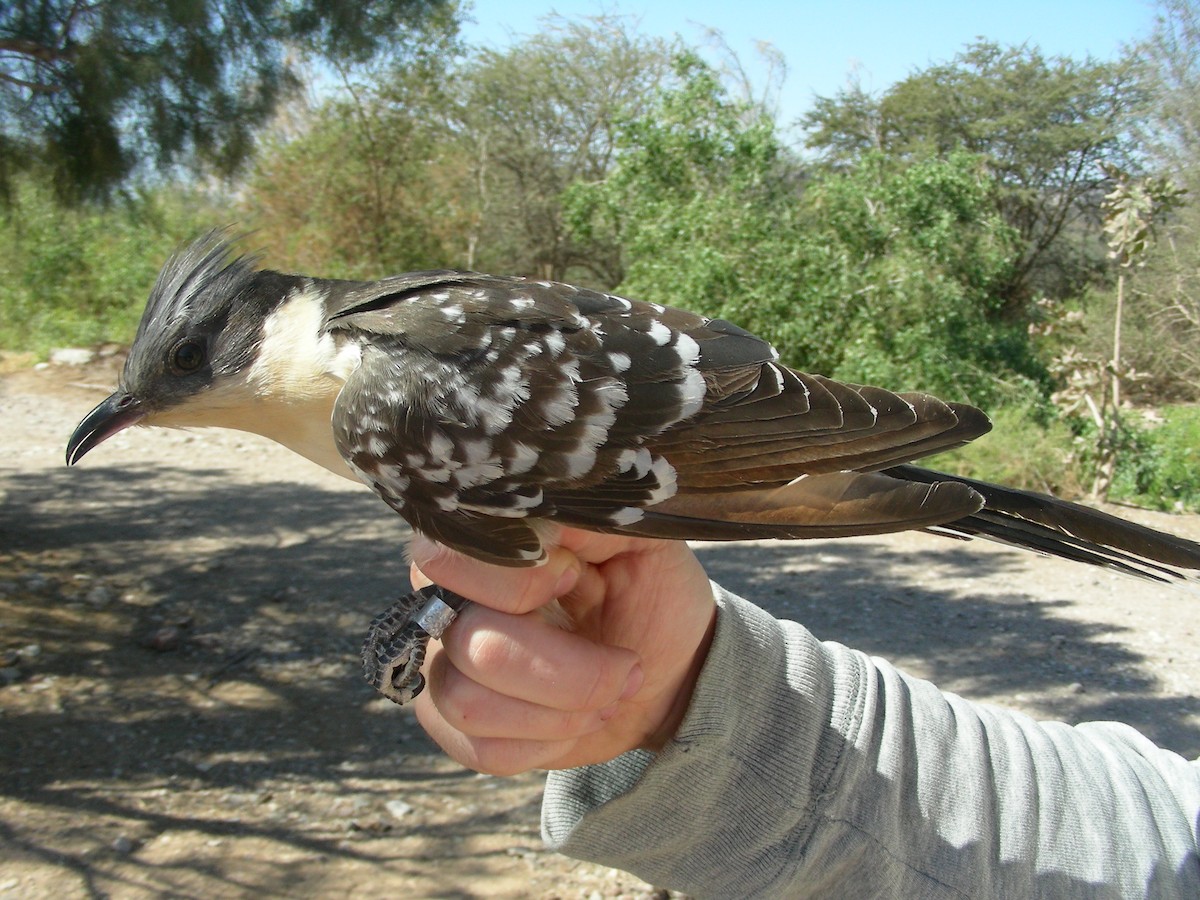 Críalo Europeo - ML646517561