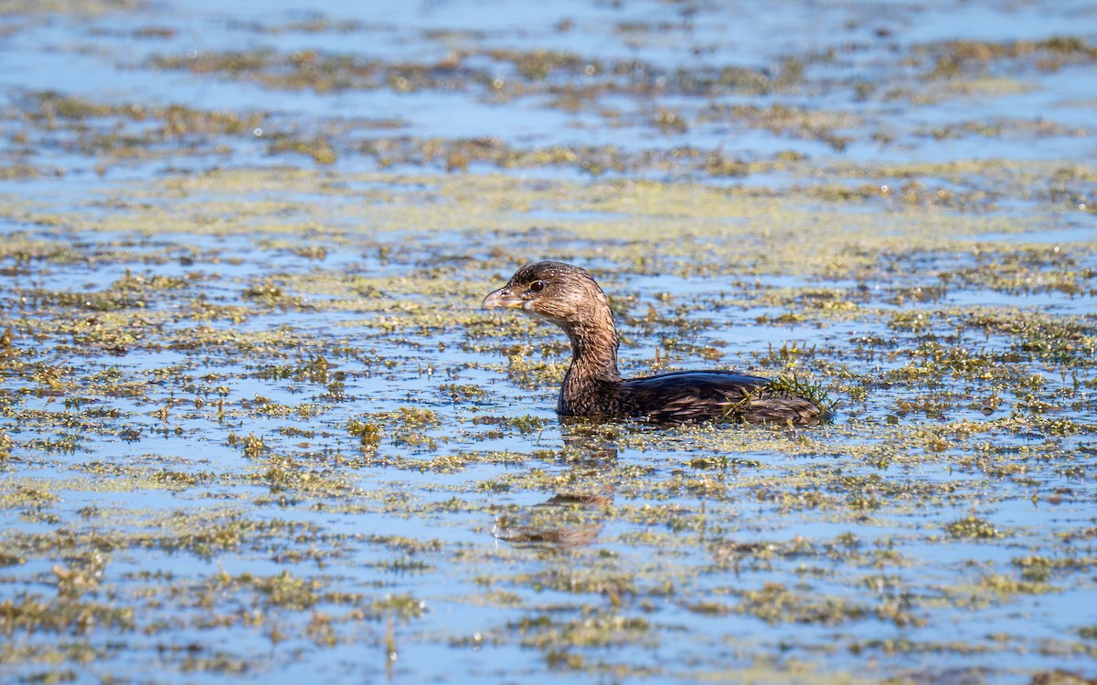 Pied-billed Grebe - ML646517567