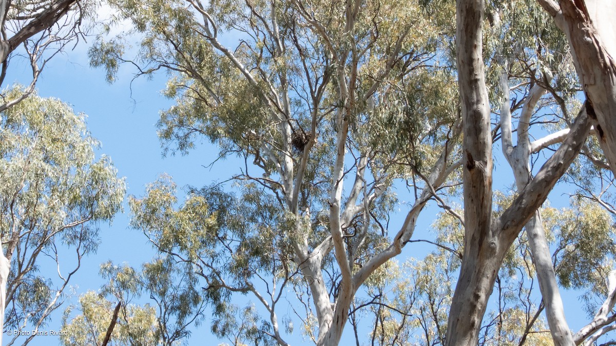 Square-tailed Kite - ML646517569