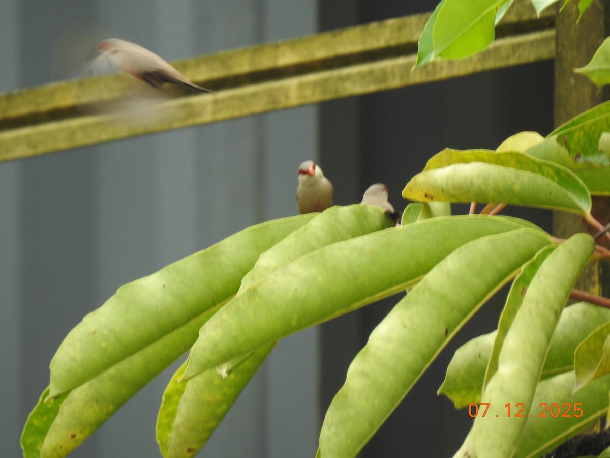Common Waxbill - ML646517570