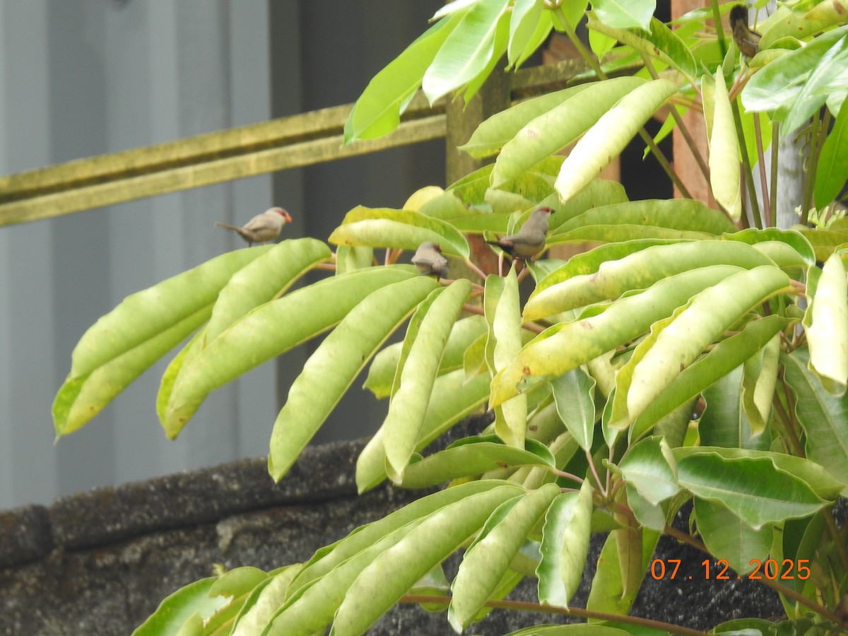 Common Waxbill - ML646517571