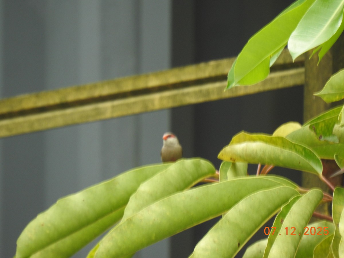 Common Waxbill - ML646517572
