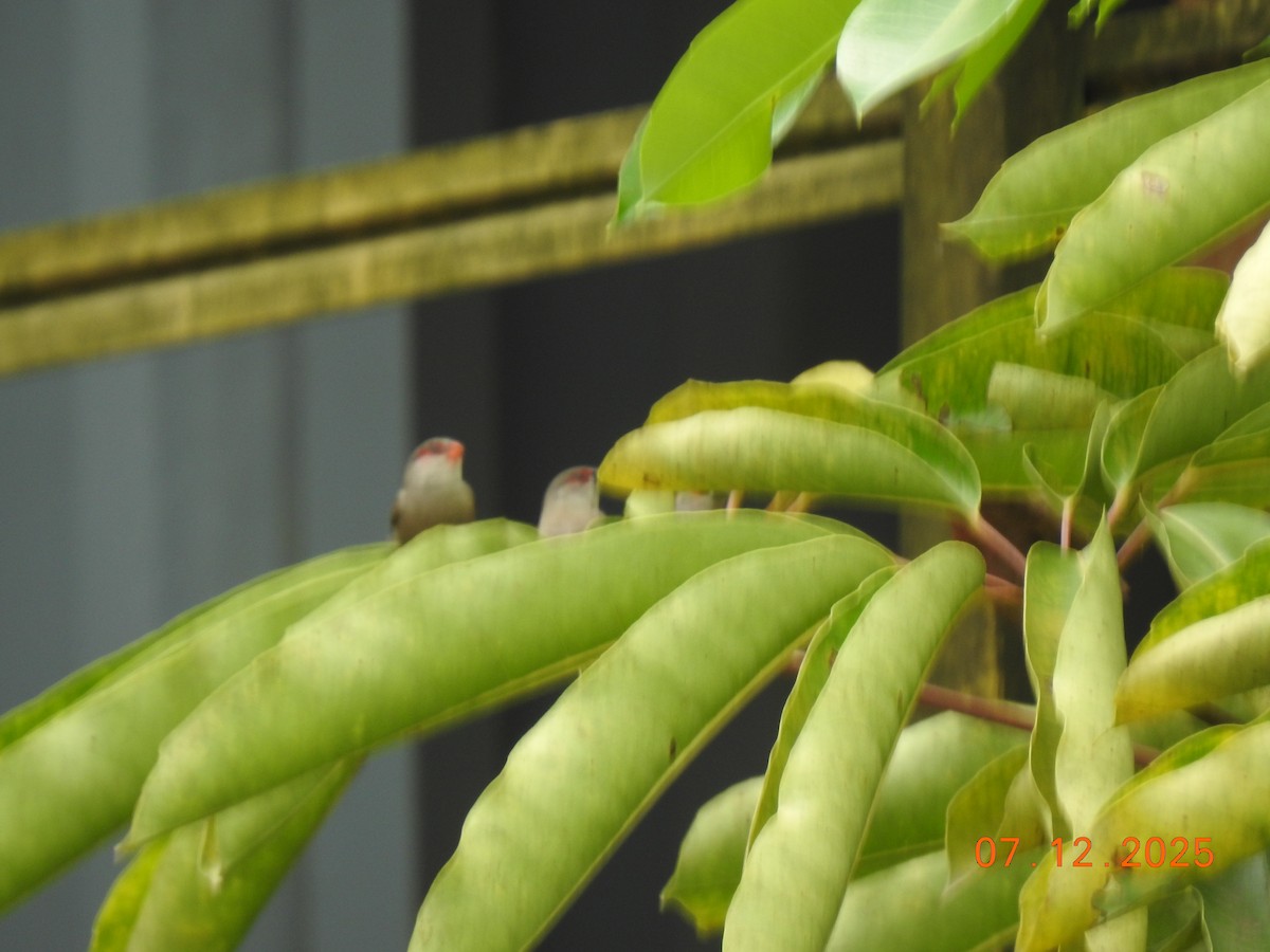 Common Waxbill - ML646517573