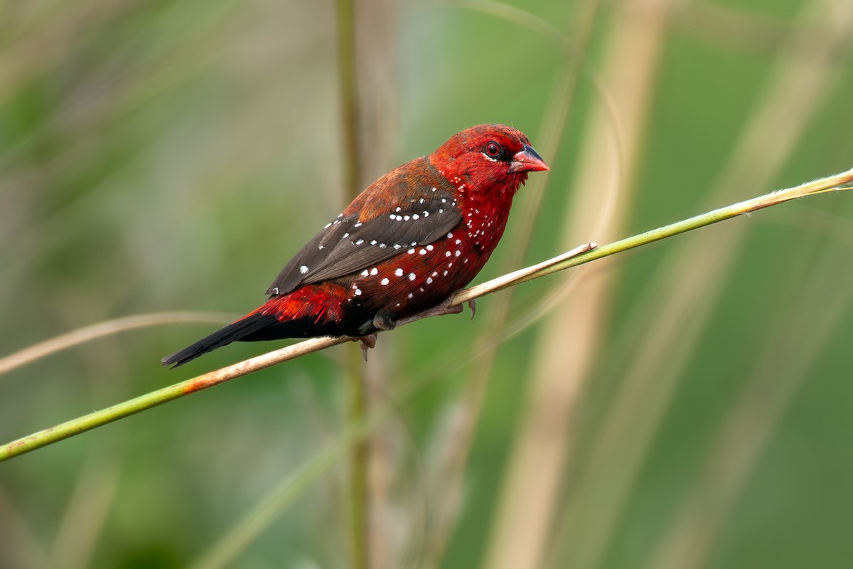 Red Avadavat - ML646517574