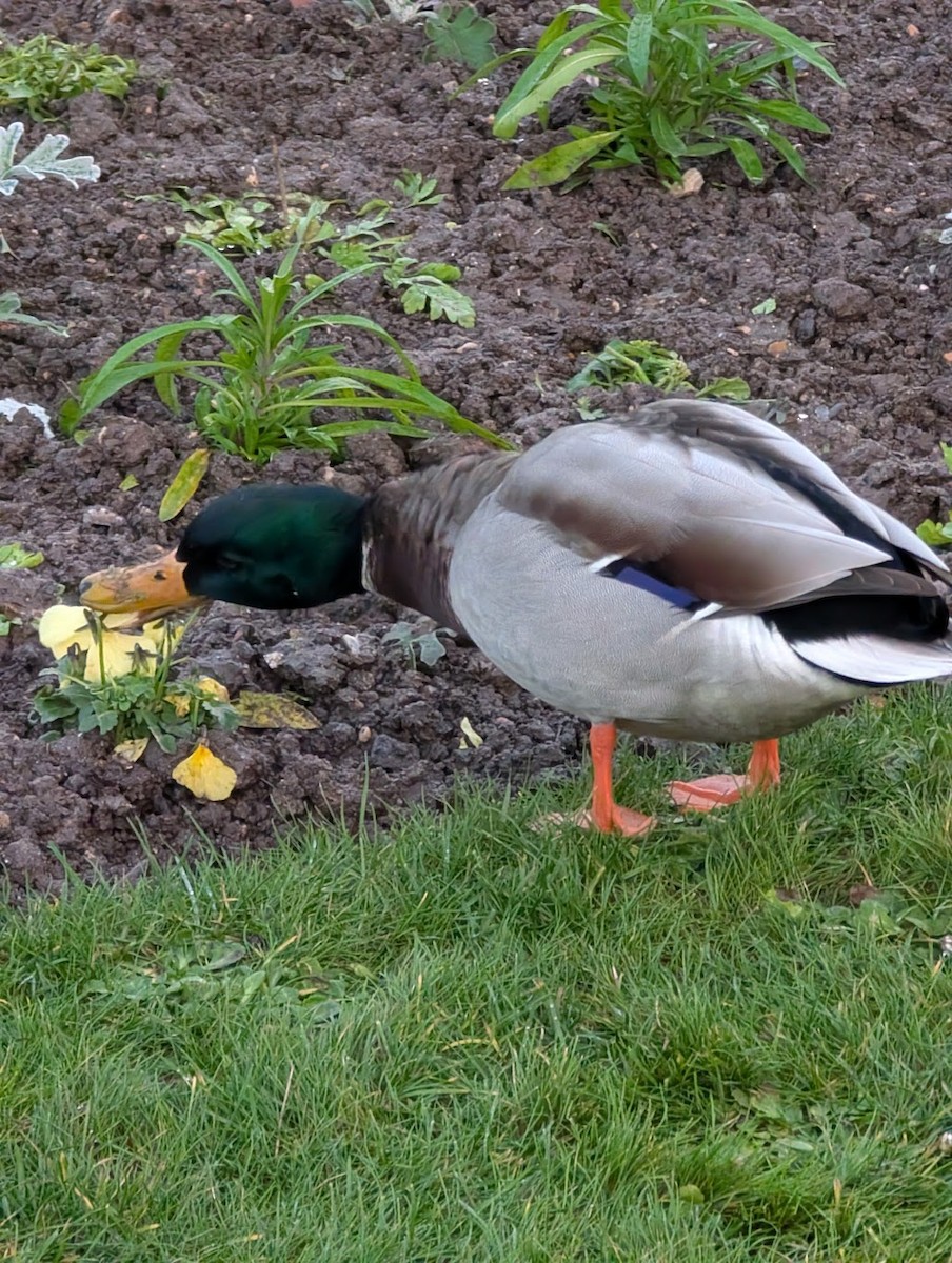 Mallard - ML646517576