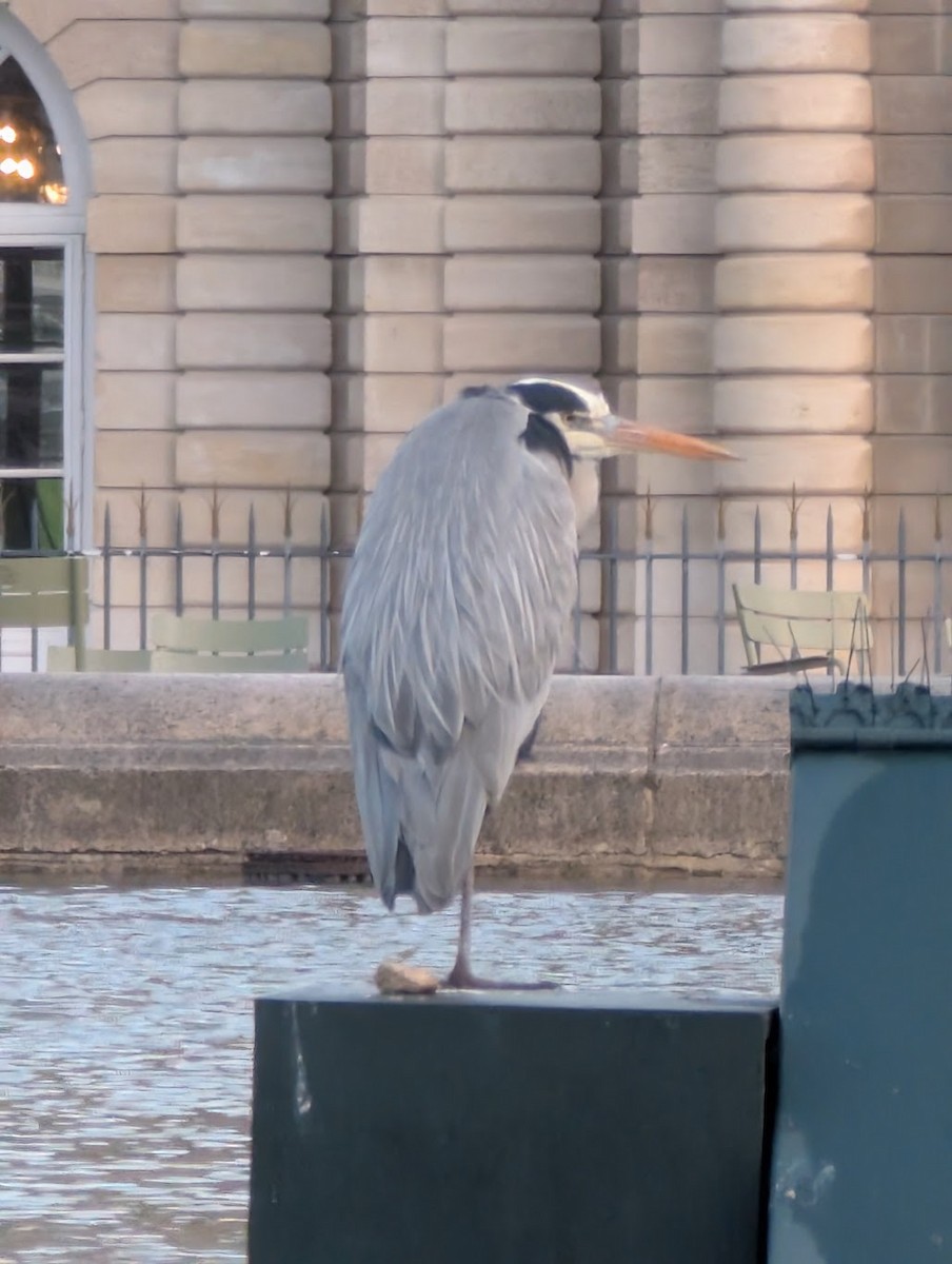 Gray Heron - ML646517579