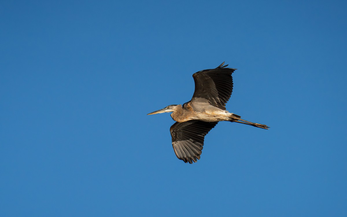 Great Blue Heron - ML646517581