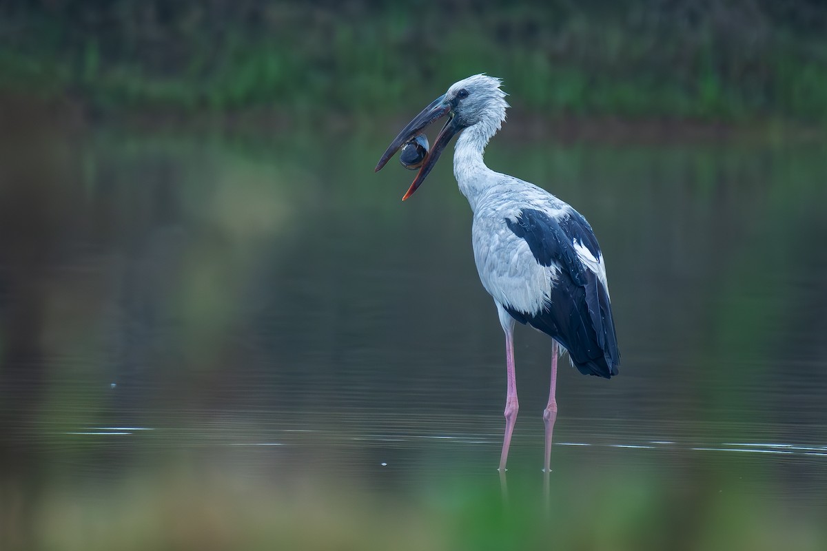 Asian Openbill - ML646517582