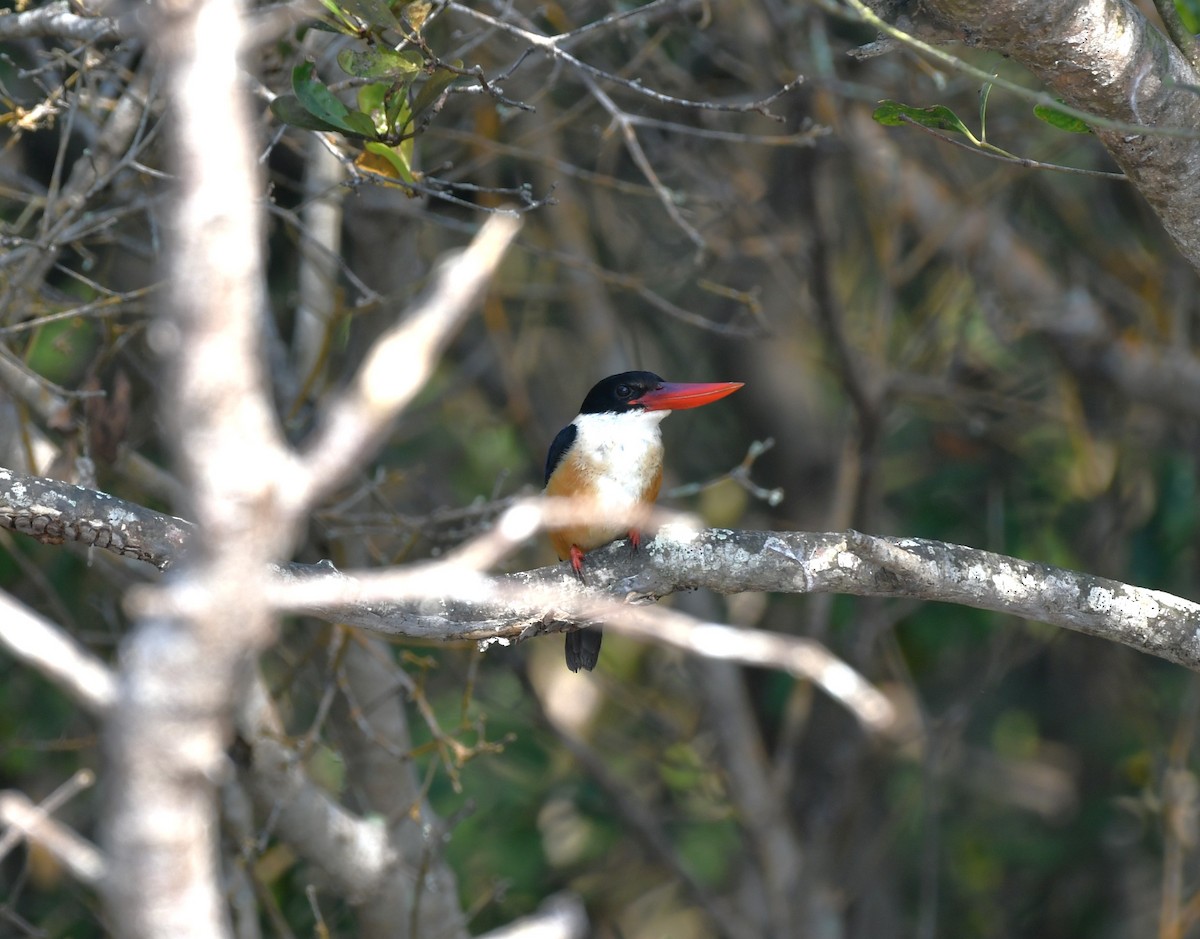 Black-capped Kingfisher - ML646517583