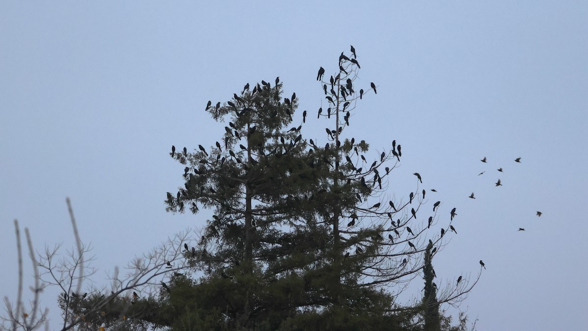 Great-tailed Grackle - ML646517584