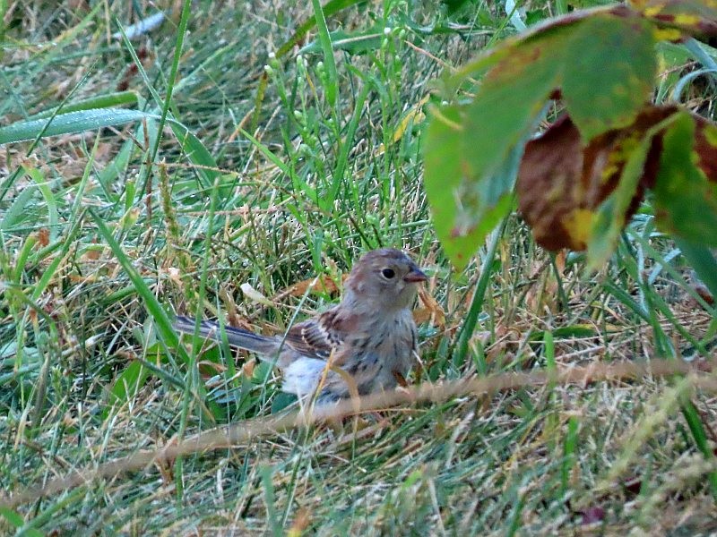 Field Sparrow - ML646517585