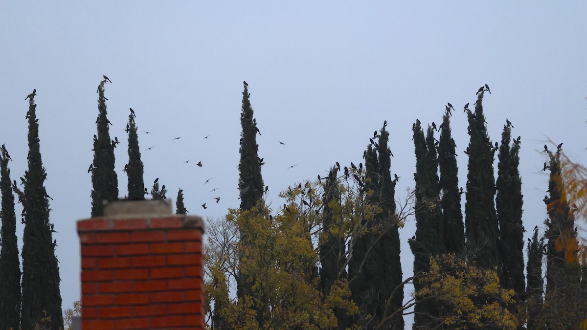 Great-tailed Grackle - ML646517586