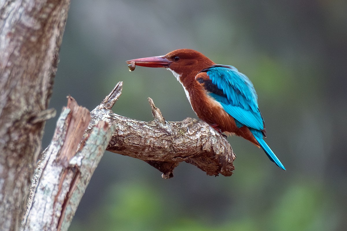 蒼翡翠 - ML646517587