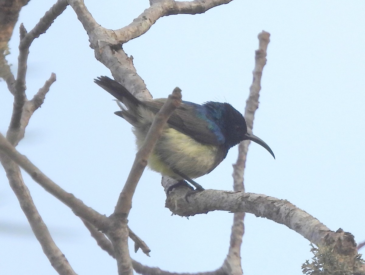 Souimanga Sunbird - ML646517590