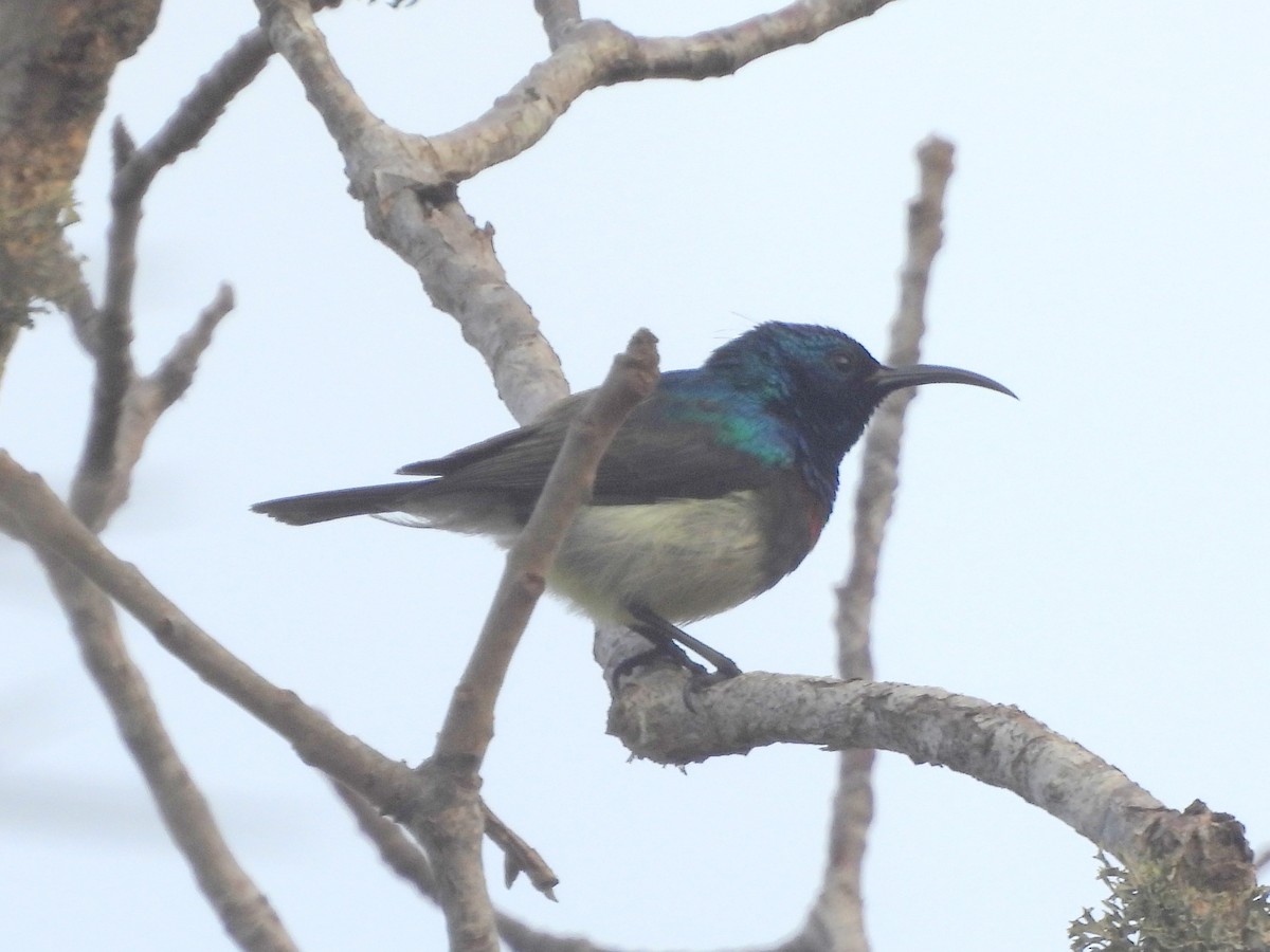 Souimanga Sunbird - ML646517592